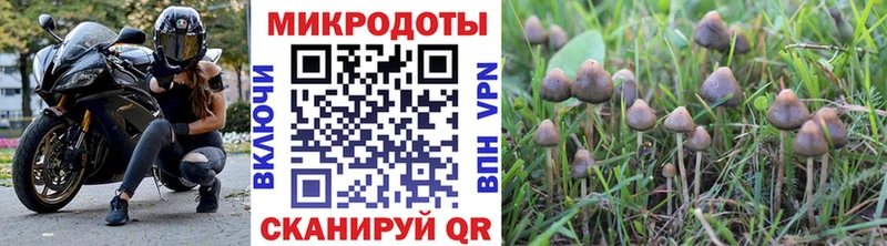 блэк спрут зеркало  Новомичуринск  Псилоцибиновые грибы Psilocybe 